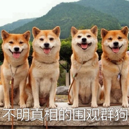 汪星人